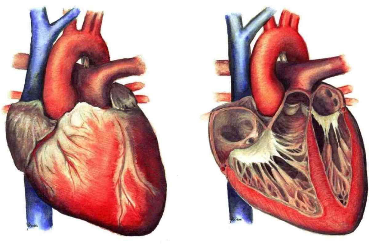 Автоматія серця - опис, механізм і особливості