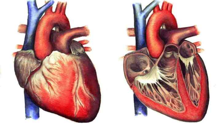 Автоматія серця - опис, механізм і особливості