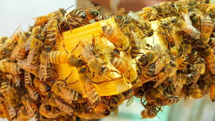 Канді для бджіл: рецепт з добавками