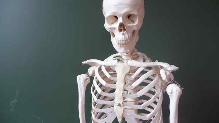Скелет: скільки кісток у тілі людини?