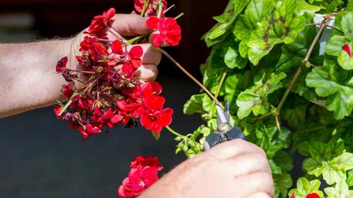 Герань садова: розмноження та основний догляд за рослиною