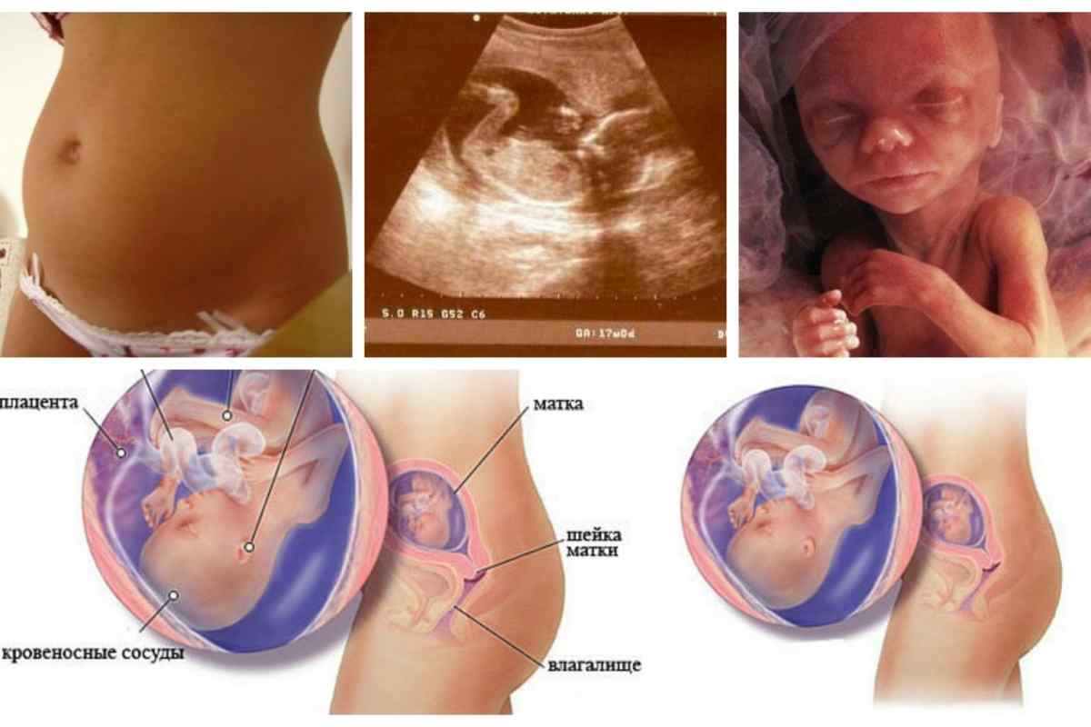 19 тиждень вагітності: що відбувається на цьому терміні? Розмір плоду і його розвиток