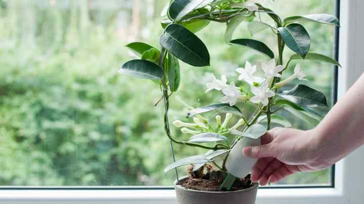 Кімнатна рослина кави: особливості вирощування, догляд і розмноження