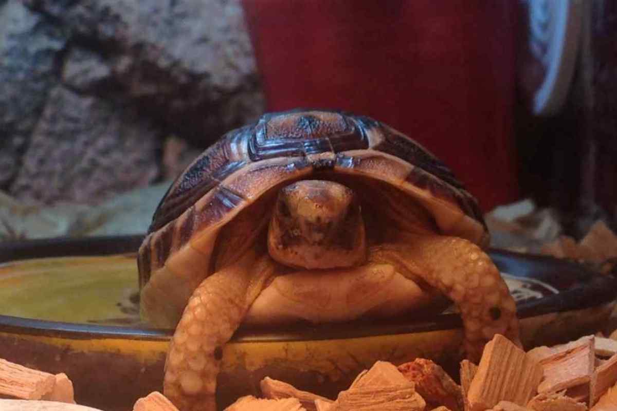 Рептилії в будинку: як і чим годувати червоноуху черепаху
