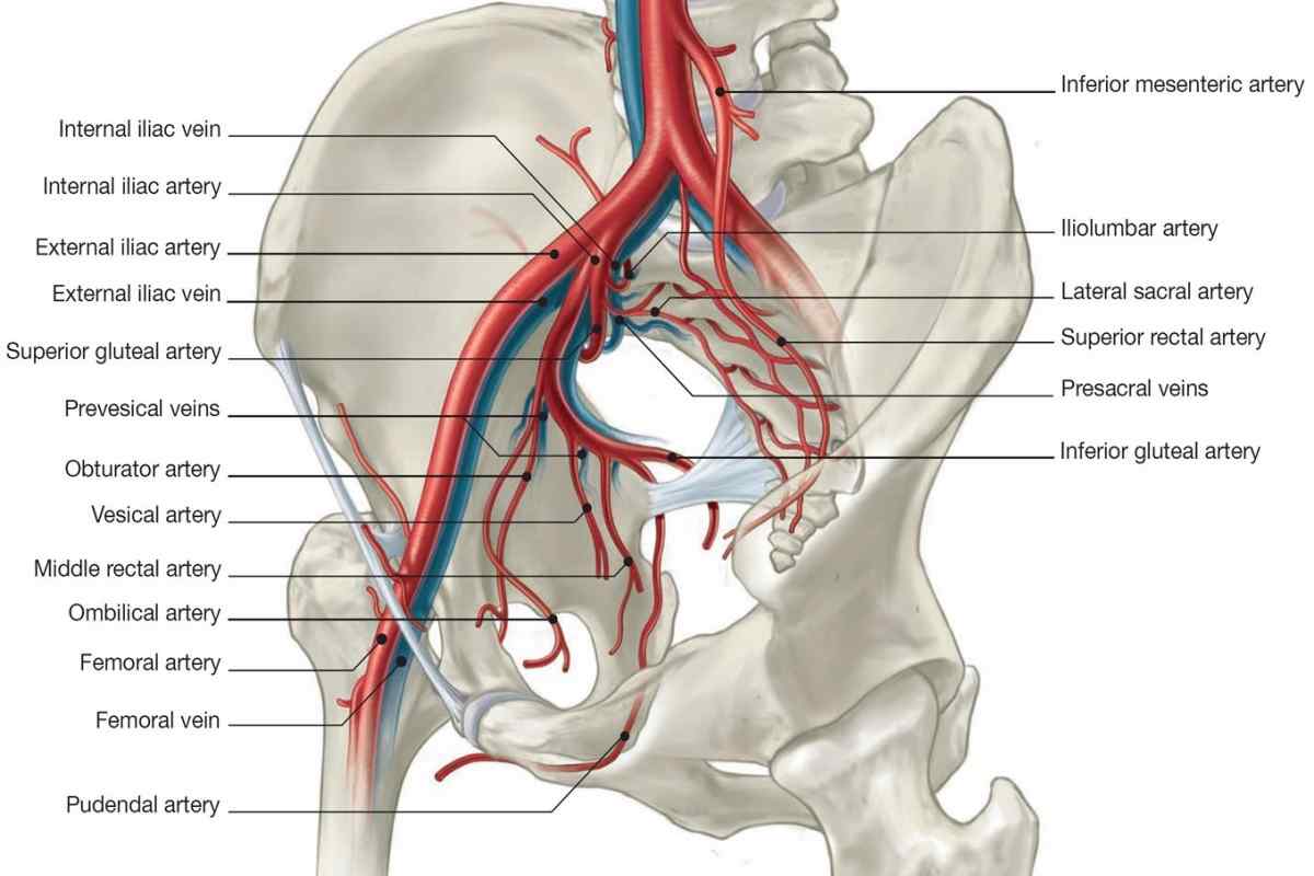 Артерії і вени нижніх кінцівок: анатомія, симптоми порушень і лікування