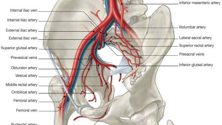 Артерії і вени нижніх кінцівок: анатомія, симптоми порушень і лікування
