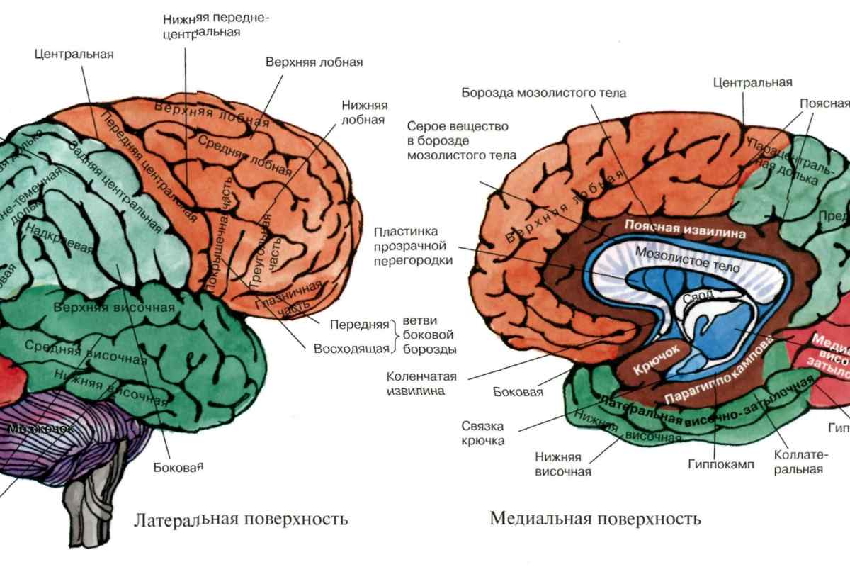 Яка частина мозку відповідає за промову? Будова і функції головного мозку