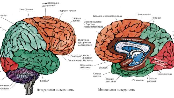 Яка частина мозку відповідає за промову? Будова і функції головного мозку