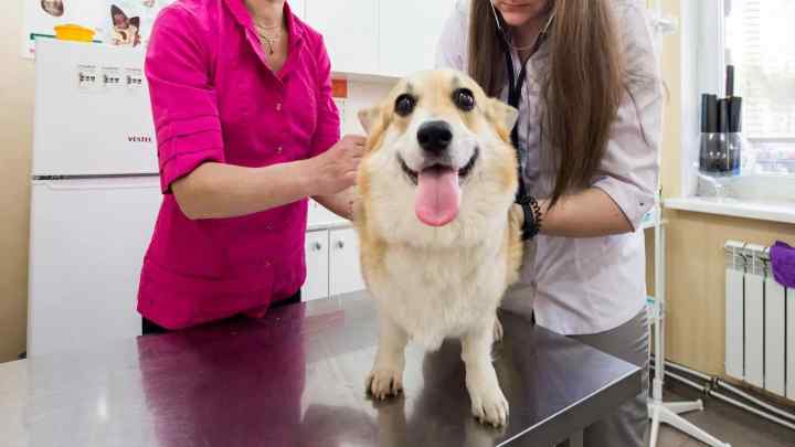 Кращі ветеринарні клініки в Ярославлі