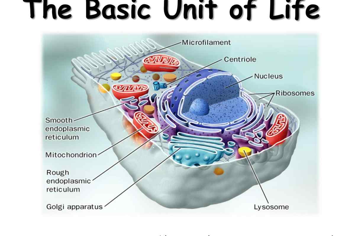 Basic unit. Строение клетки человека. Структура клетки. Клетка животного. Животная клетка.
