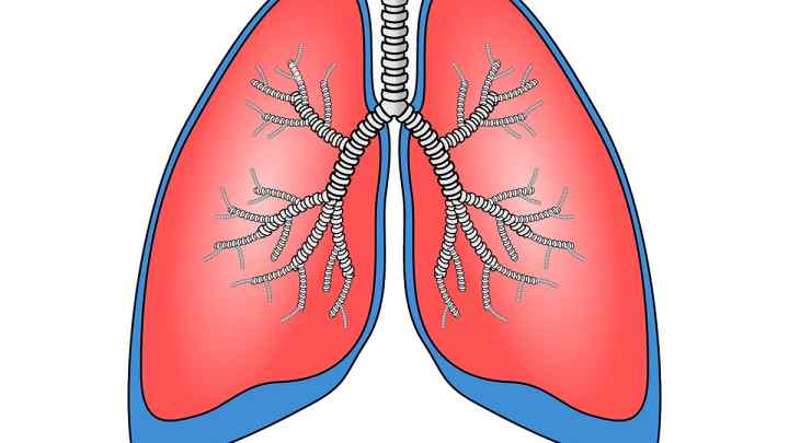 Дихальна система: будова органів. Плевра - це... Плевральна порожнина легенів