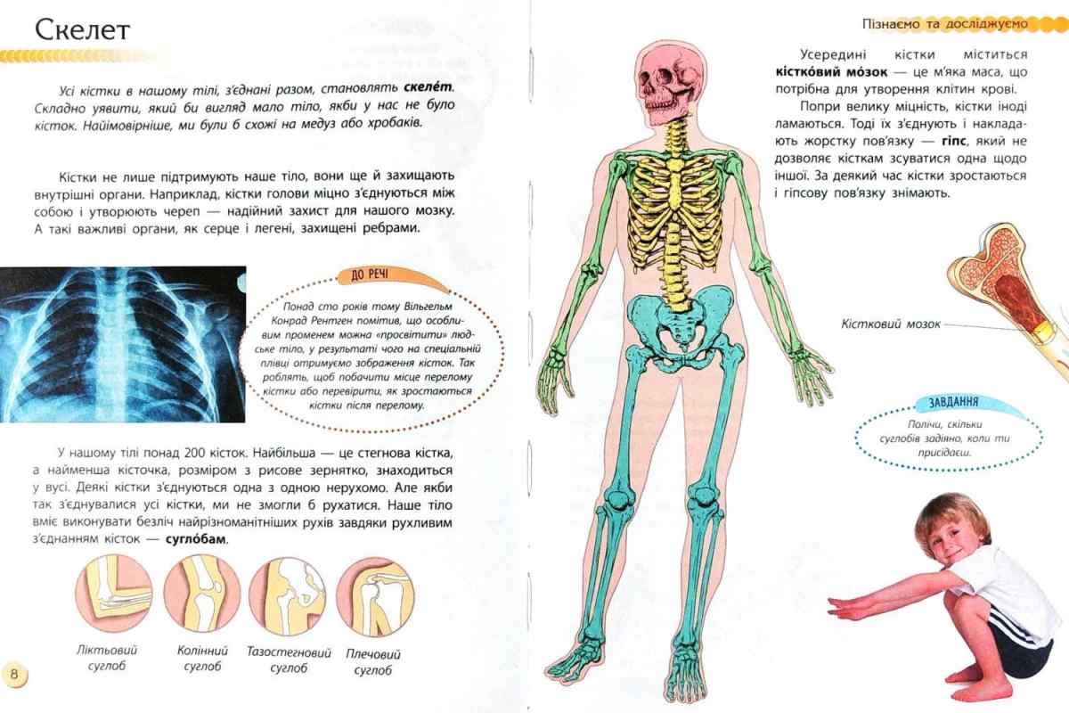 Як зростаються кістки після перелому: стадії регенерації кісткової тканини, швидкість загоєння переломів, фактори та умови для швидкого зрощування кісток