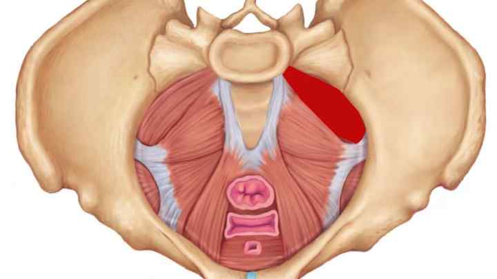 Клінічна та анатомічна топографія сечовика у жінок