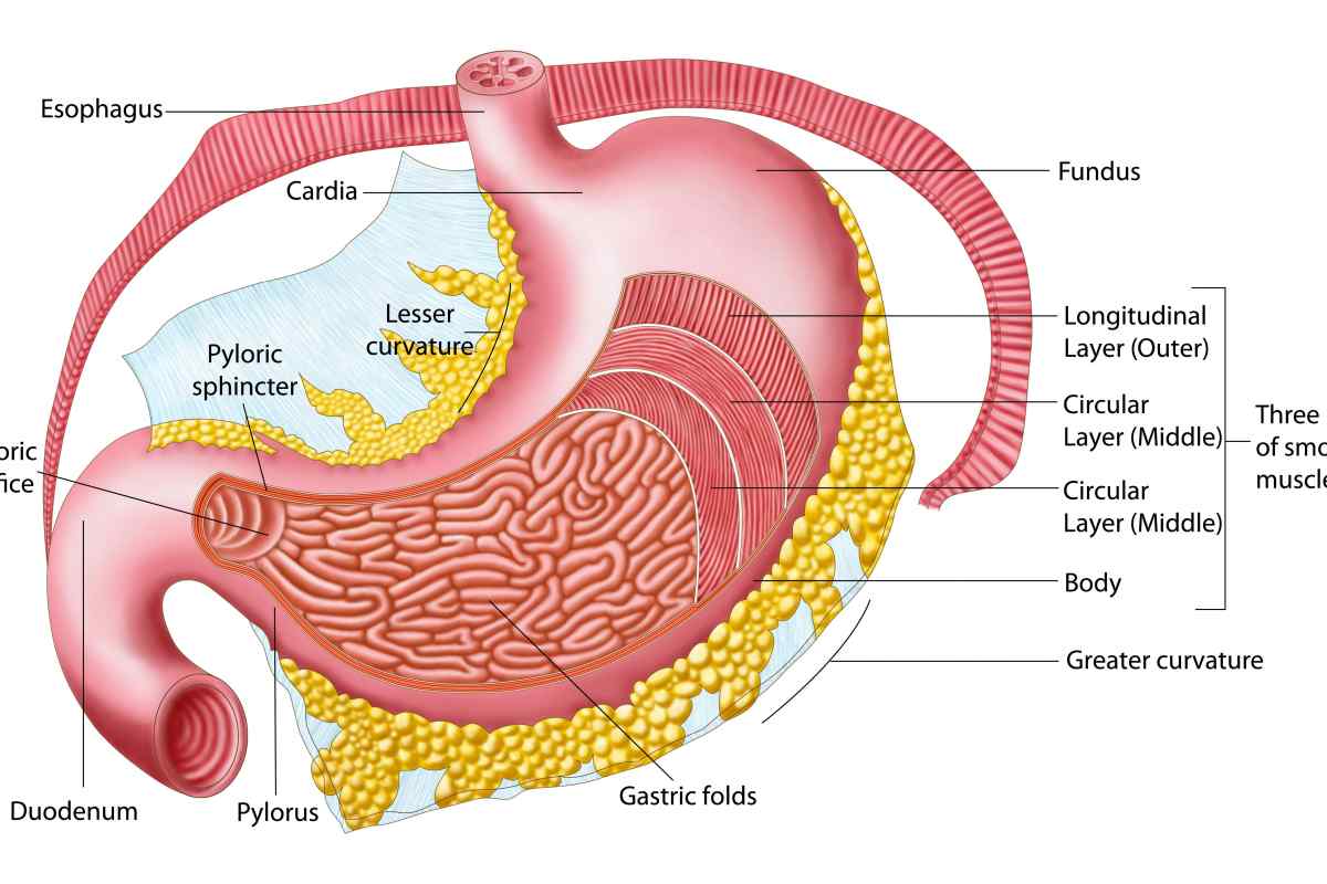 Кардіальний відділ шлунка: визначення, будова, виконувані функції, анатомія, можливі захворювання та методи лікування