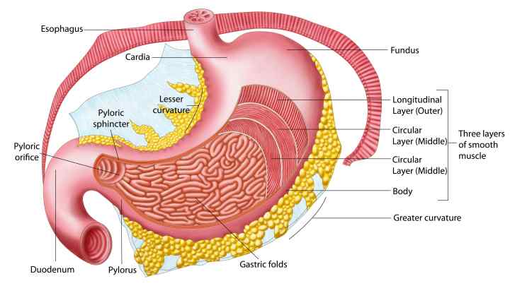 Кардіальний відділ шлунка: визначення, будова, виконувані функції, анатомія, можливі захворювання та методи лікування