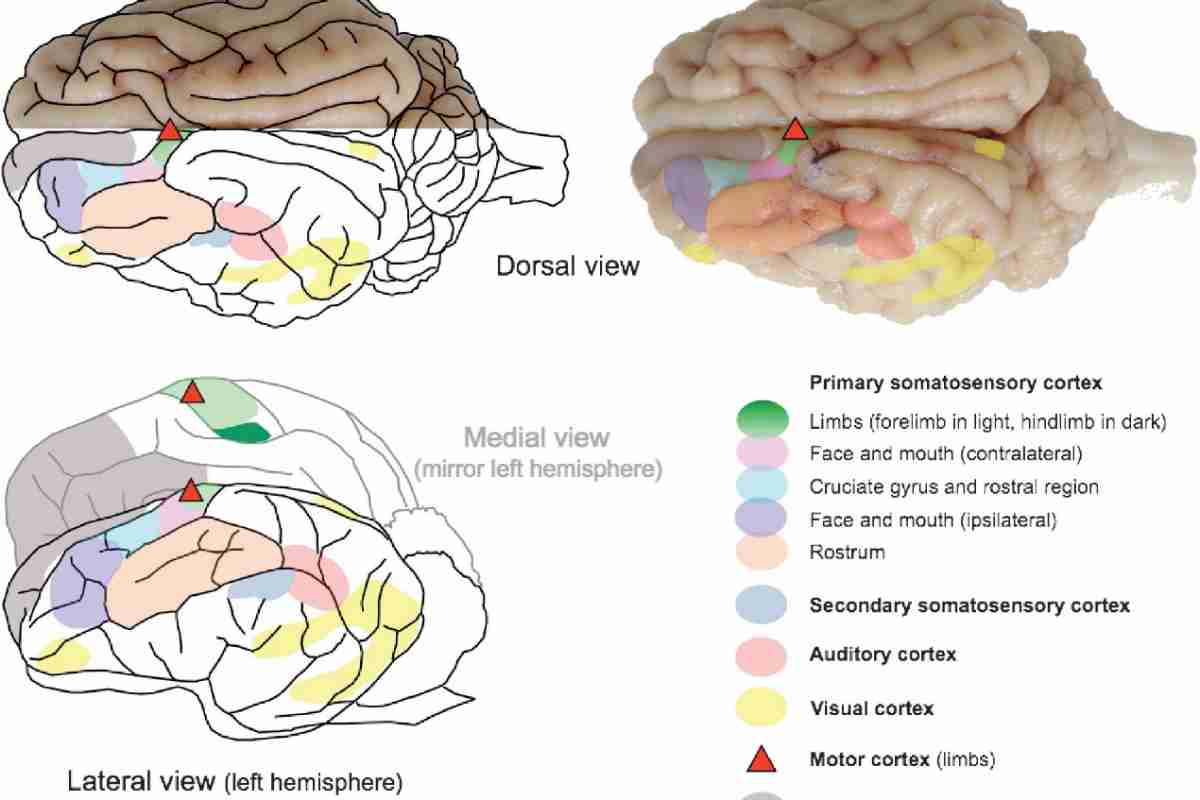 Головний мозок: цитоархітектонічні поля Бродмана