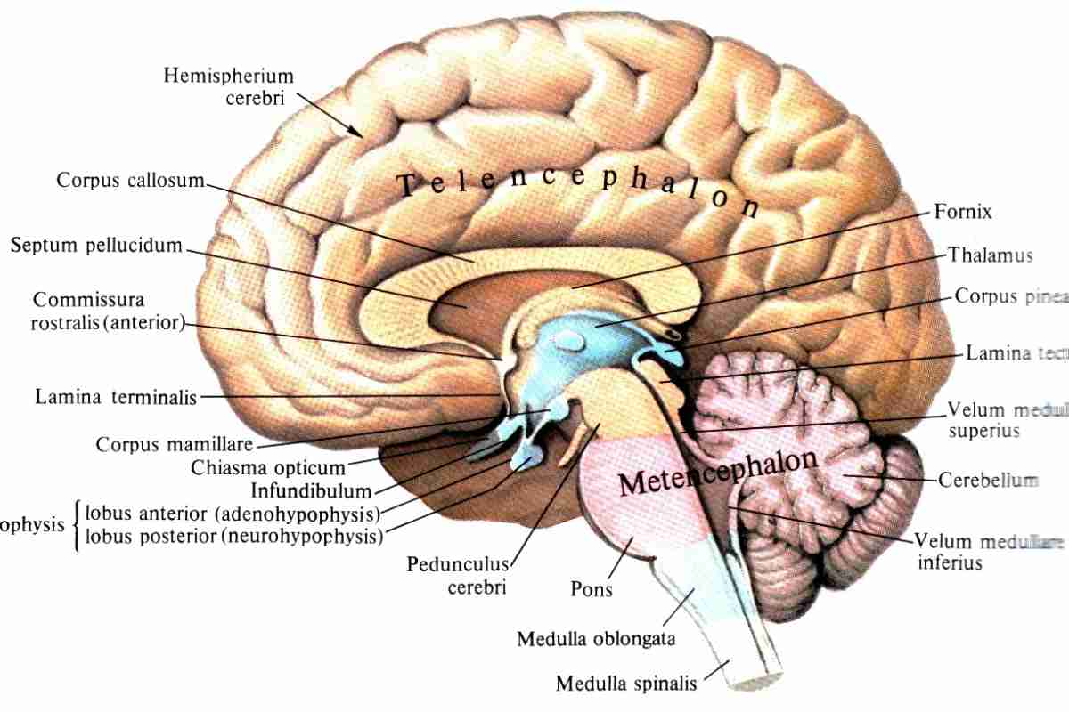Головний мозок. Ствол головного мозку: будова і функції, захворювання