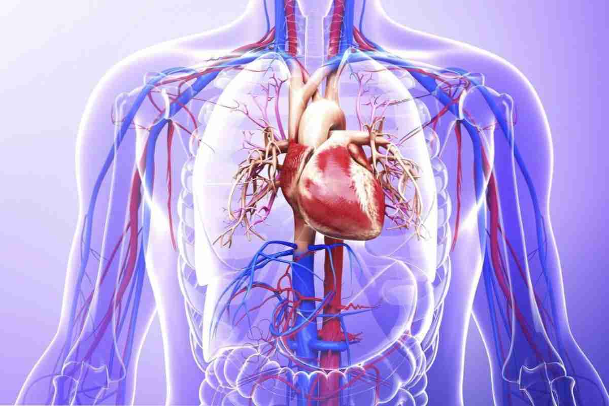 Проблеми з серцем і судинами: в чому причина, як запобігти?