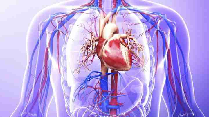 Проблеми з серцем і судинами: в чому причина, як запобігти?