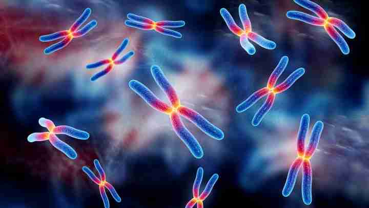 Про що говорить хромосомна теорія спадковості?