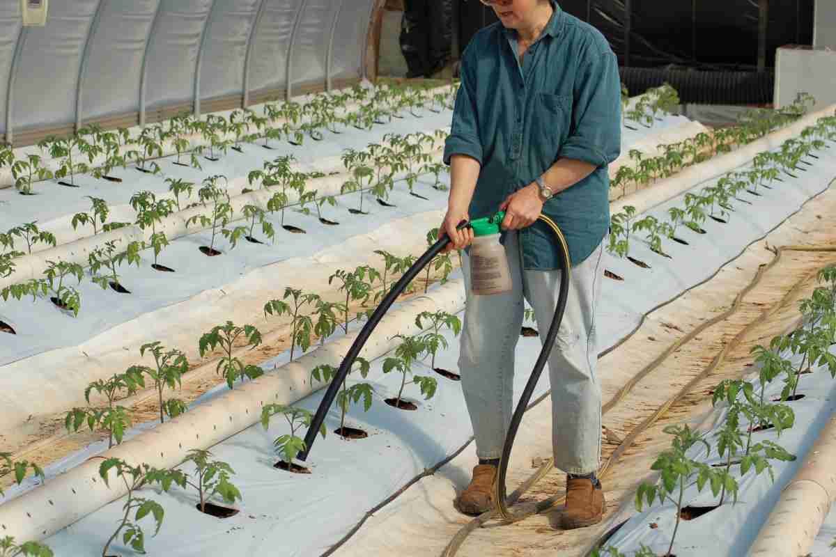 Як виростити помідори в теплиці: тонкощі догляду, полив, хвороби