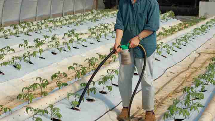 Як виростити помідори в теплиці: тонкощі догляду, полив, хвороби