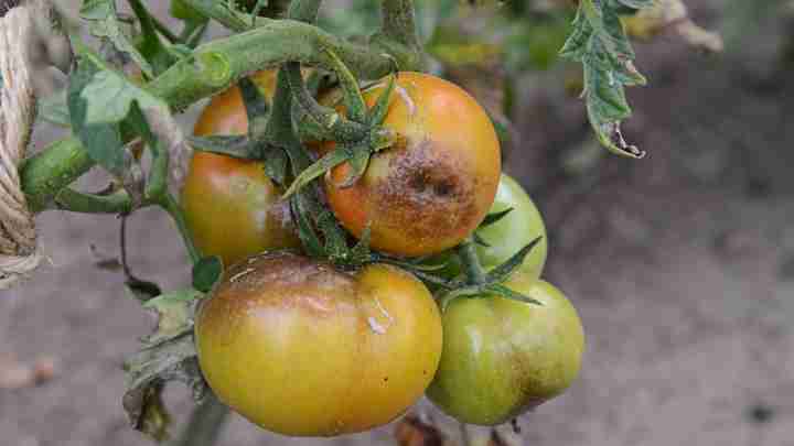 Як боротися з фітофторою на помідорах? Профілактика. Народні кошти. Препарати від фітофтори