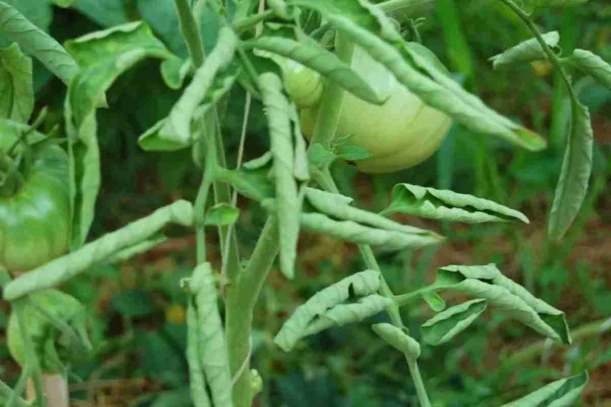 Чому помідор скручує листя і як цього уникнути?