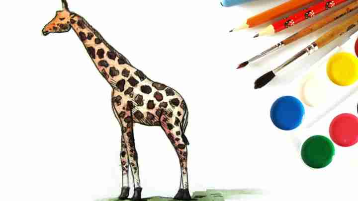 Як намалювати жирафа олівцем?