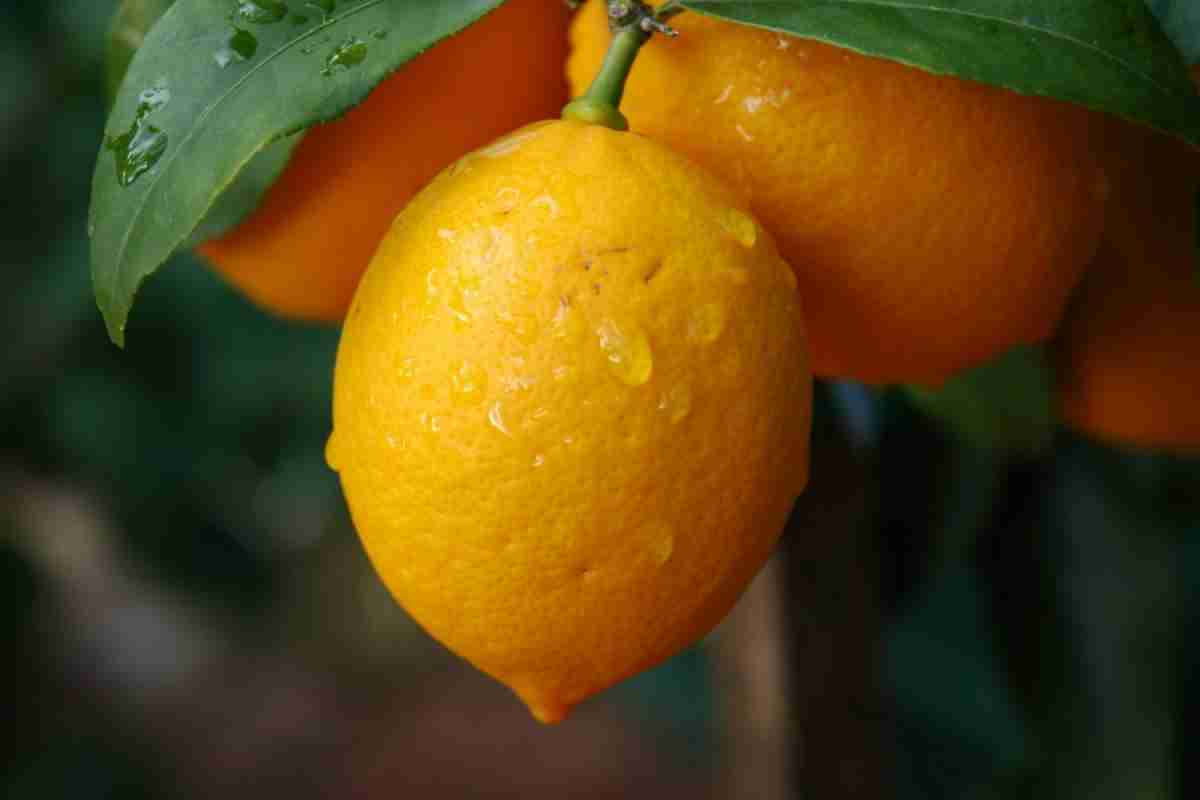 Лимон - це овоч або фрукт - відкрите питання по теперішній день