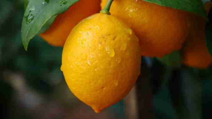 Лимон - це овоч або фрукт - відкрите питання по теперішній день