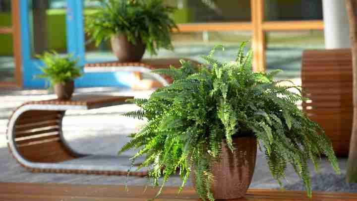 Папороті кімнатні: основний догляд за рослинами