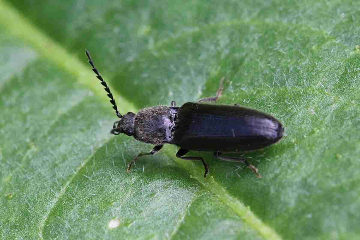 Чорні жуки в квартирі: їхні види і методи боротьби з ними