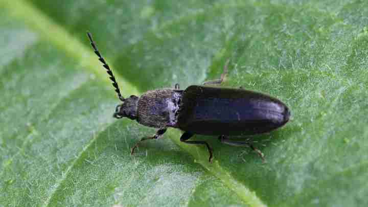 Чорні жуки в квартирі: їхні види і методи боротьби з ними