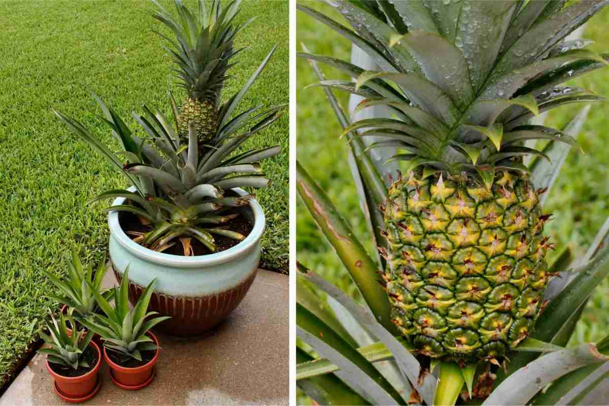 Як посадити ананас в домашніх умовах з верхівки?
