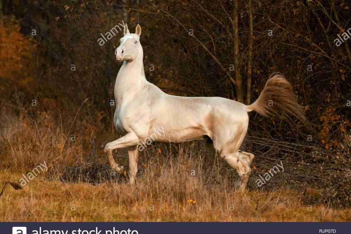 Ахалтекінець - найкрасивіший кінь у світі