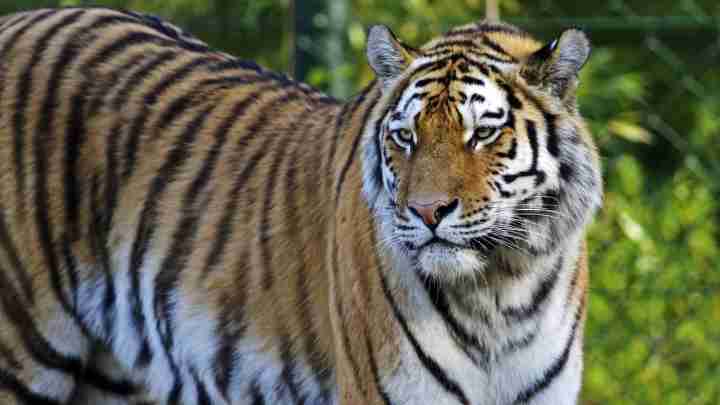 Тварини, занесені до Червоної книги: уссурійський тигр