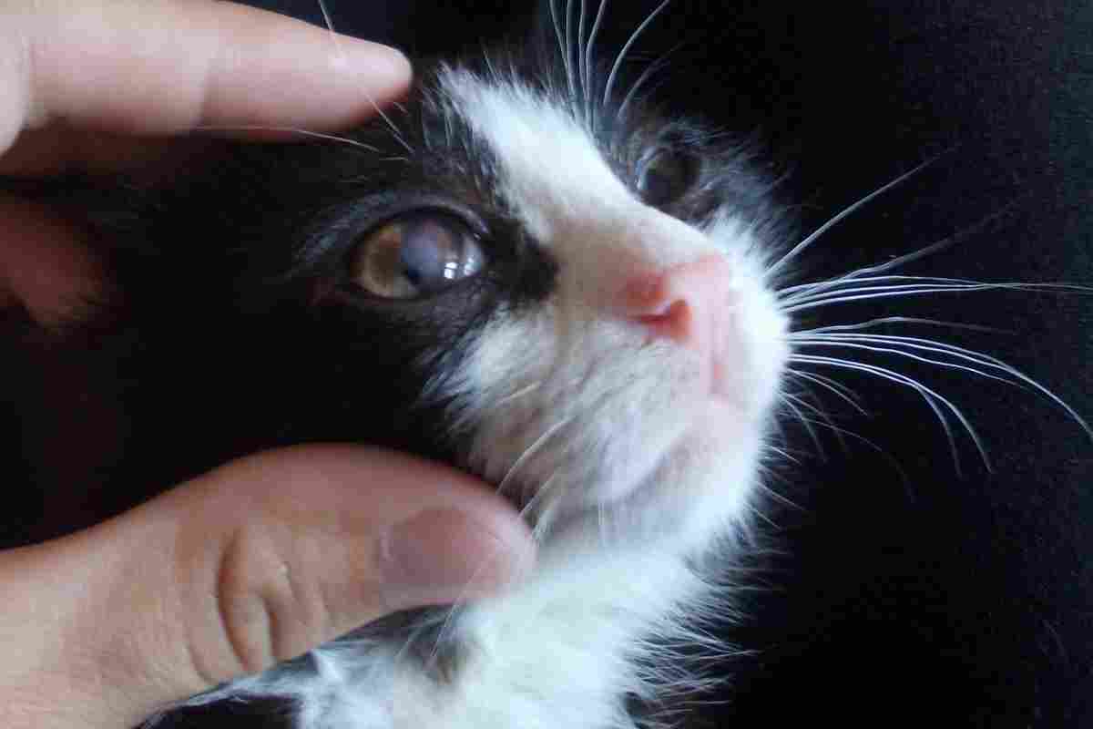 Хвороби очей у кішок: симптоми і лікування. Які бувають захворювання очей у кішок і як їх розпізнати?