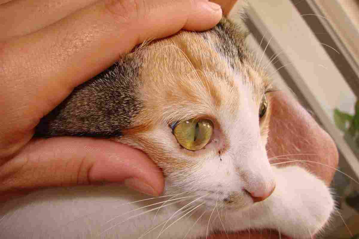 Сльозяться очі у кішки. Чим промити кішці ока