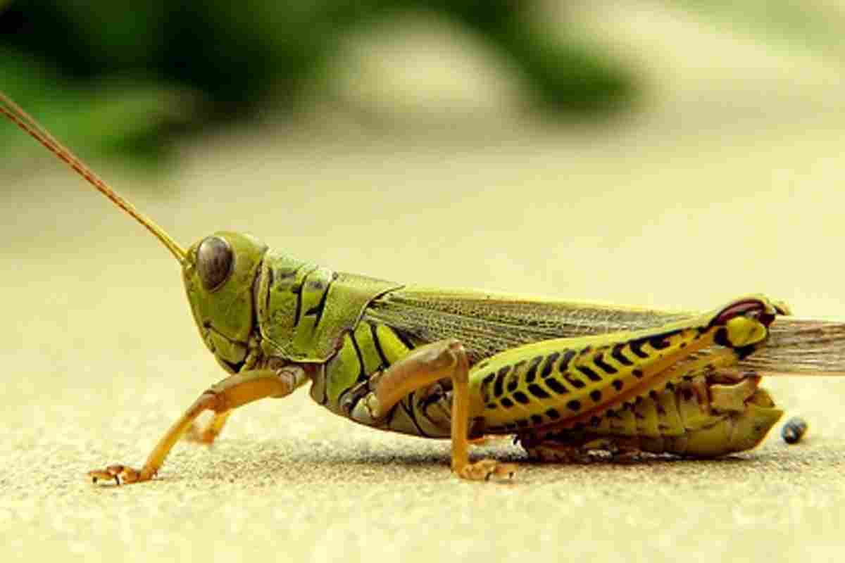 До чого сниться комаха? Тлумачення снів