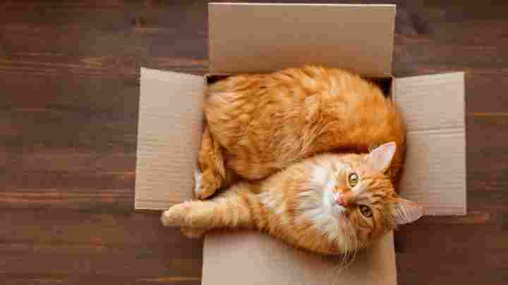 Чому коти люблять коробки і пакети?