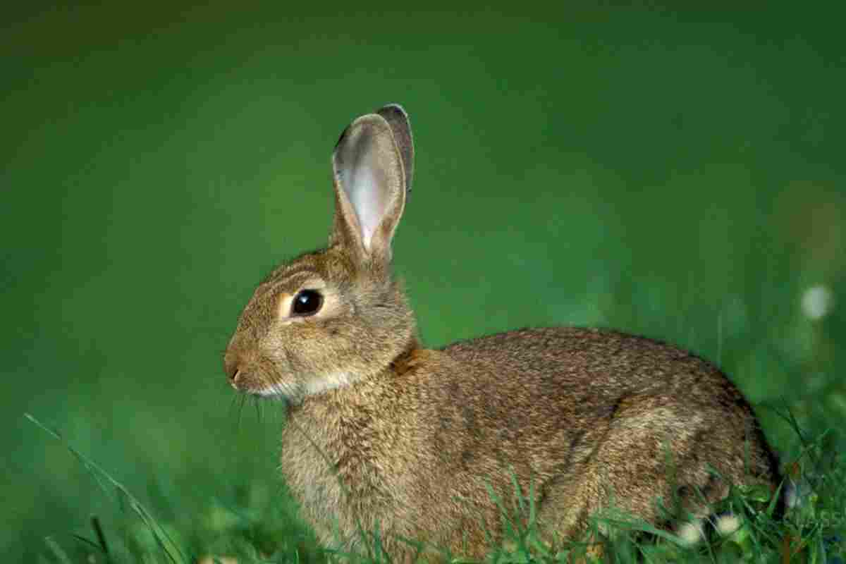 Сонник: до чого сниться кролик або заєць