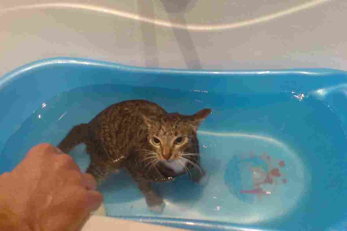 Чому кішки бояться води? Як привчити кішку до води?