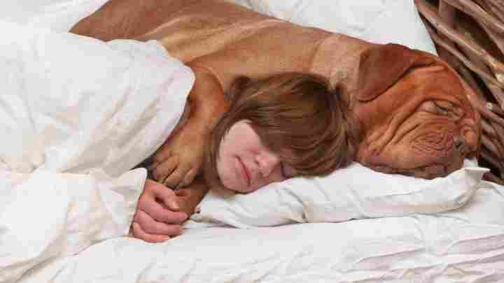 Бачити уві сні собаку - це до нового друга