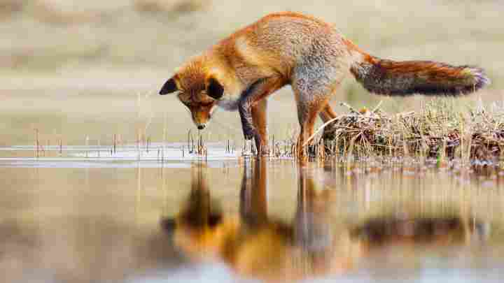 До чого сниться лисиця, яка хоче вкусити? До чого сниться лисиць рудий?