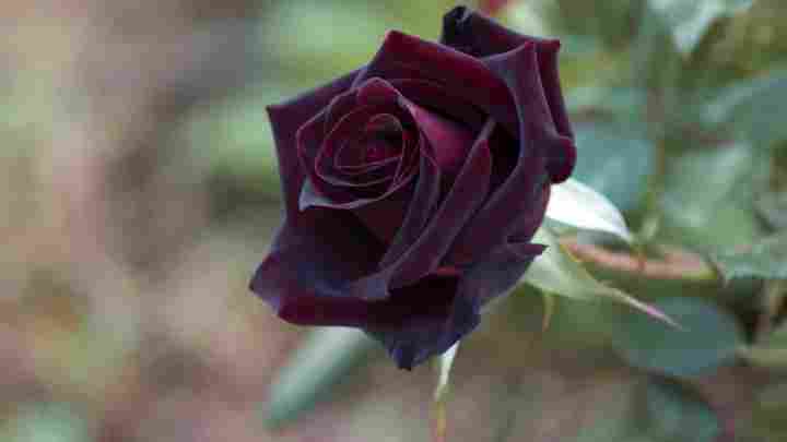 Дивовижні квіти - чорні троянди