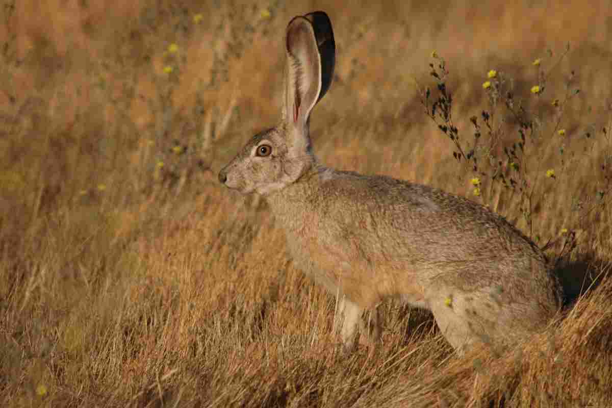 Агуті (горбатий заєць): опис, спосіб життя в дикій природі. Цікаві факти про горбатих зайців