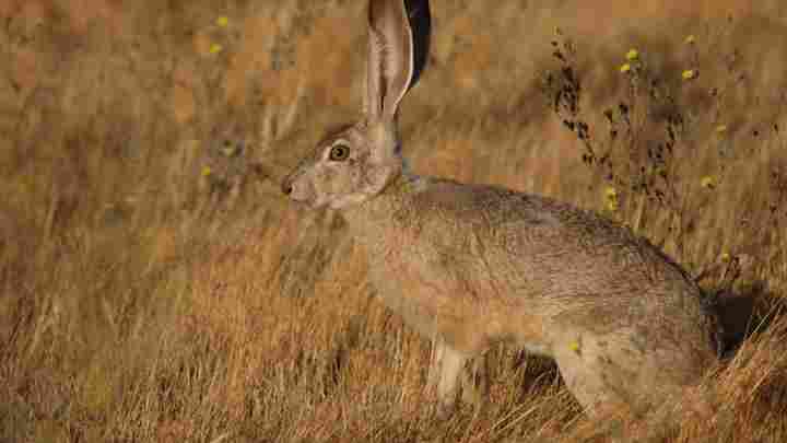 Агуті (горбатий заєць): опис, спосіб життя в дикій природі. Цікаві факти про горбатих зайців