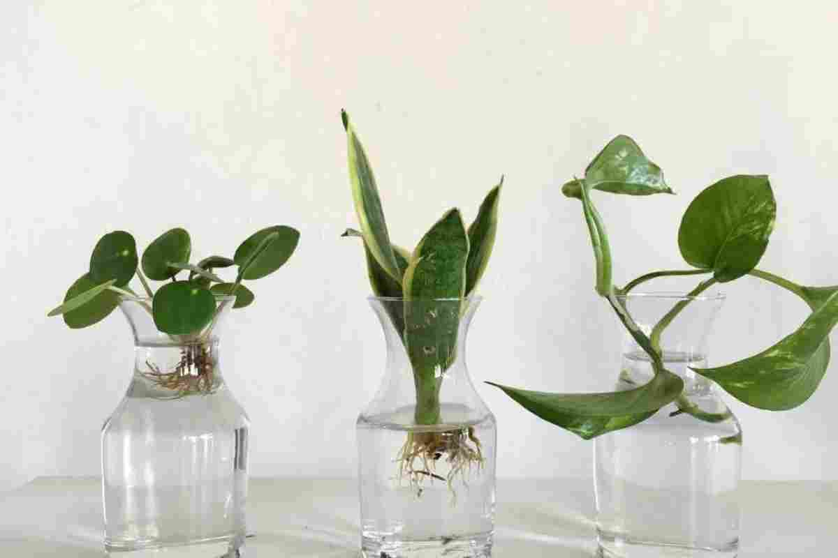 Вегетативне розмноження рослин: короткий огляд