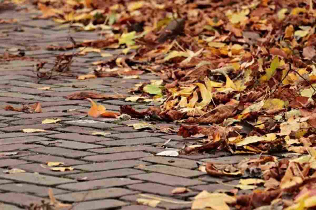 Чому листя опадає: причини явища